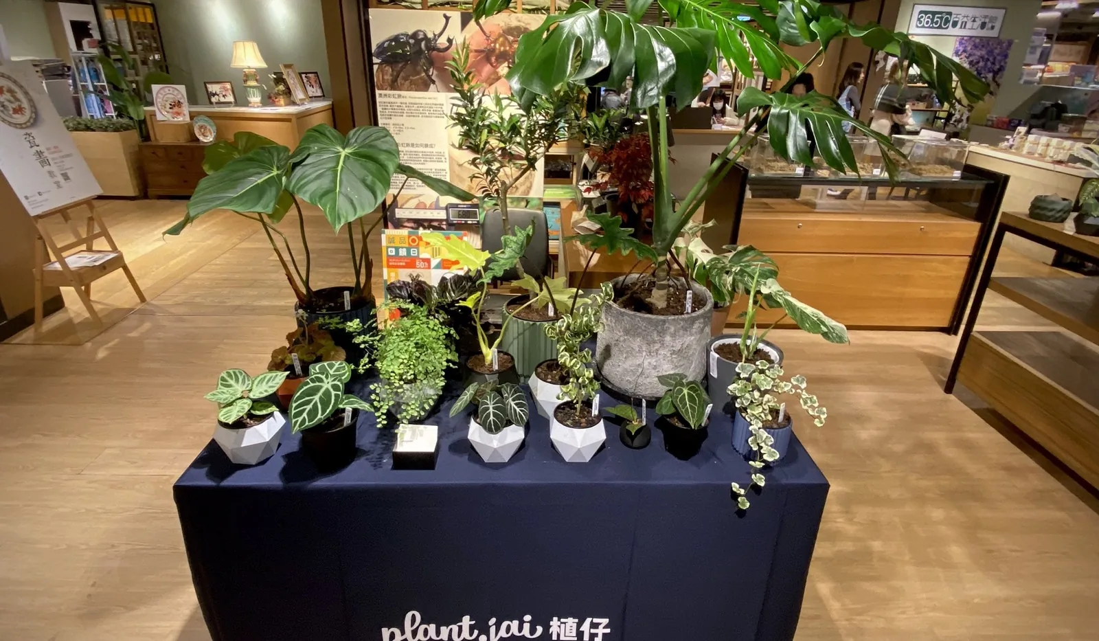 2024年3月太古城誠品植仔 popup 枱面與觀葉植物陳列