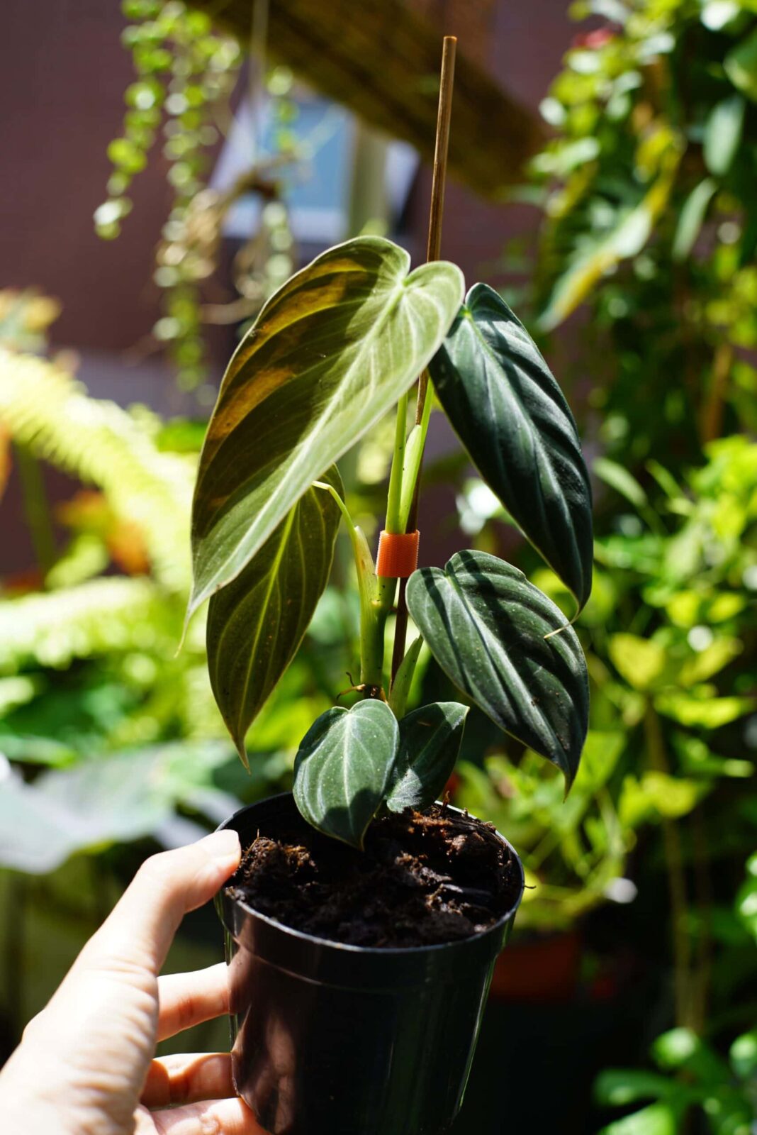 Philodendron melanochrysum 黑金蔓綠絨
