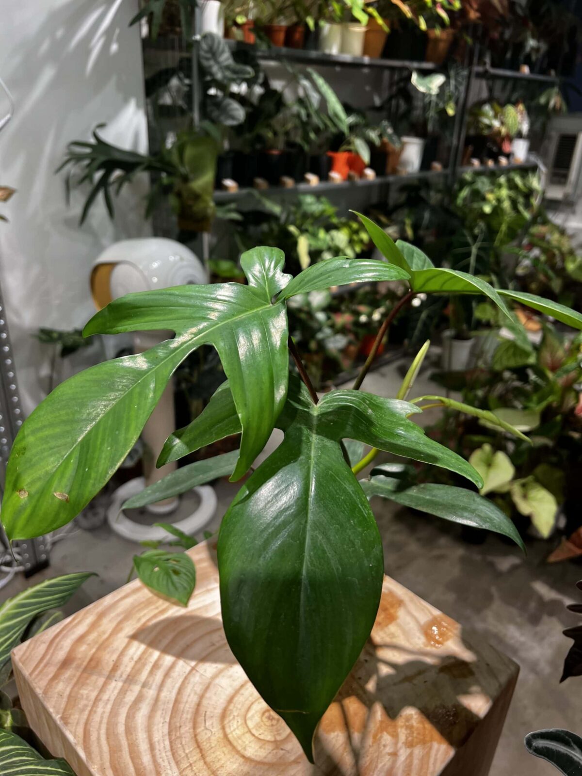 Philodendron 'Florida' - Plantjai