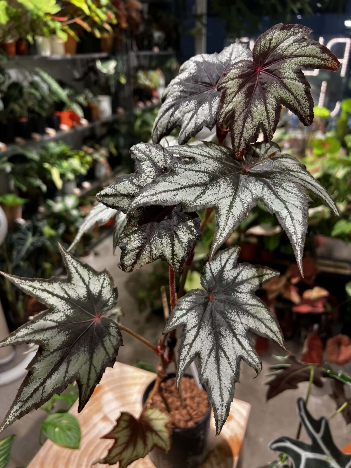 Plantjai 植仔 楓葉秋海棠
