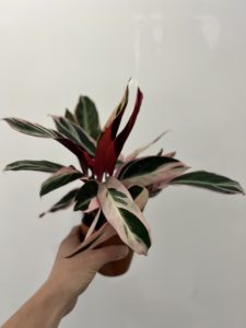 Calathea triostar - Image 3