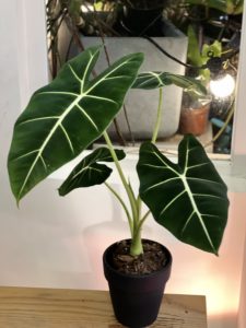 Alocasia 'Frydek' - Image 4