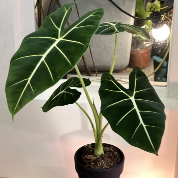 綠天鵝絨海芋