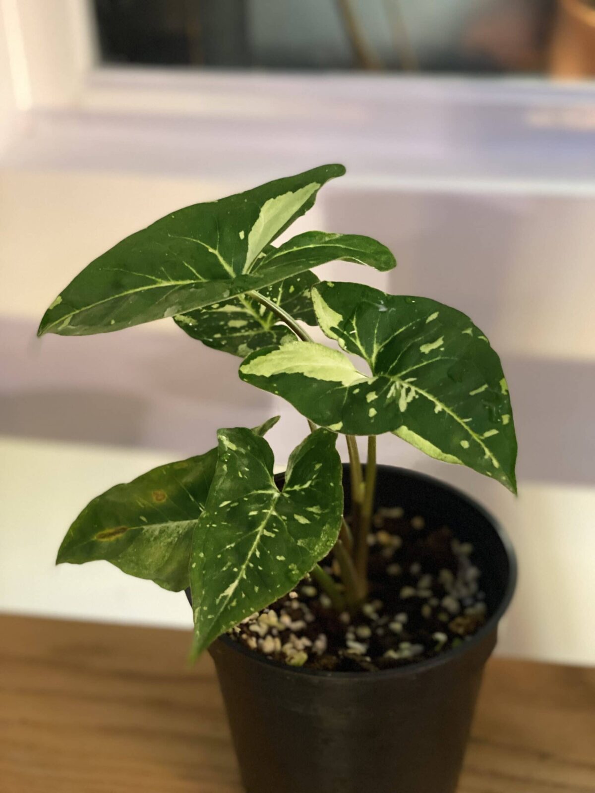 Syngonium podophyllum 'Panda' 貓熊合果芋