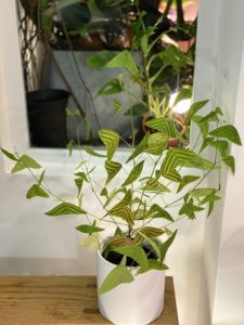 Christia obcordata 飛機草