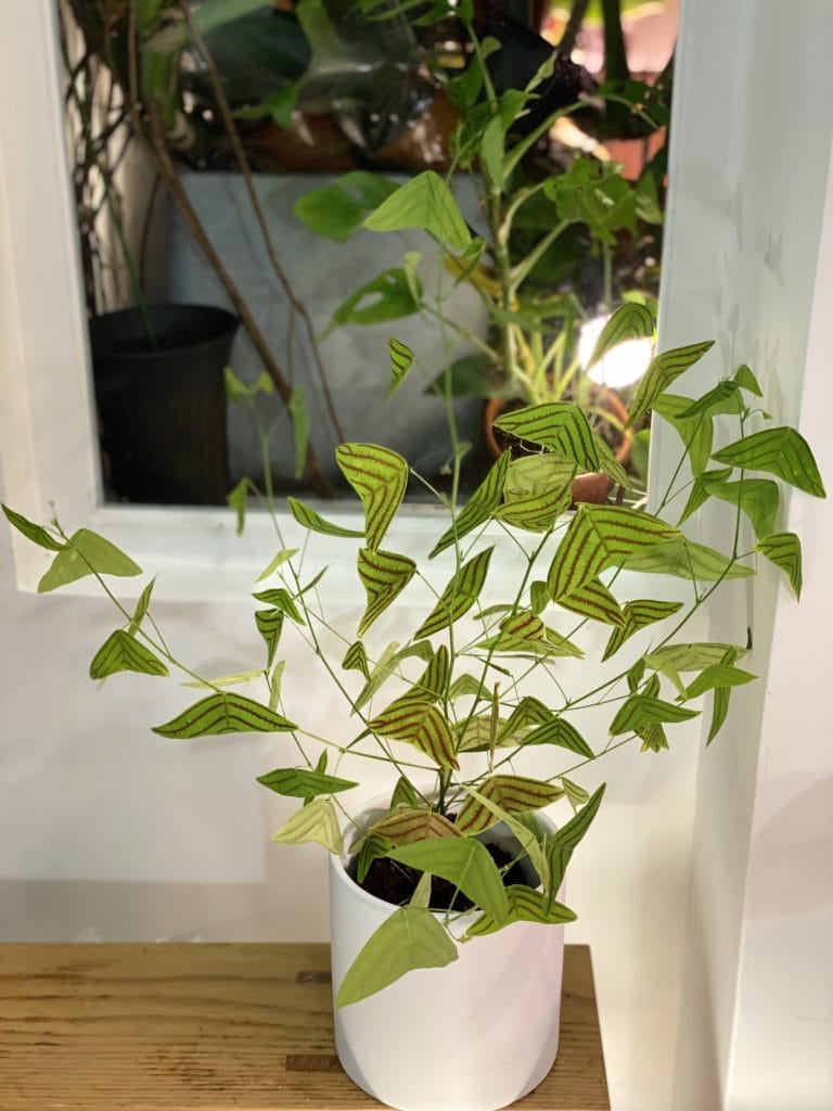 飛機草