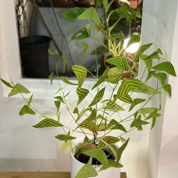 飛機草（Christia obcordata）— 植仔 Plantjai 香港觀葉植物
