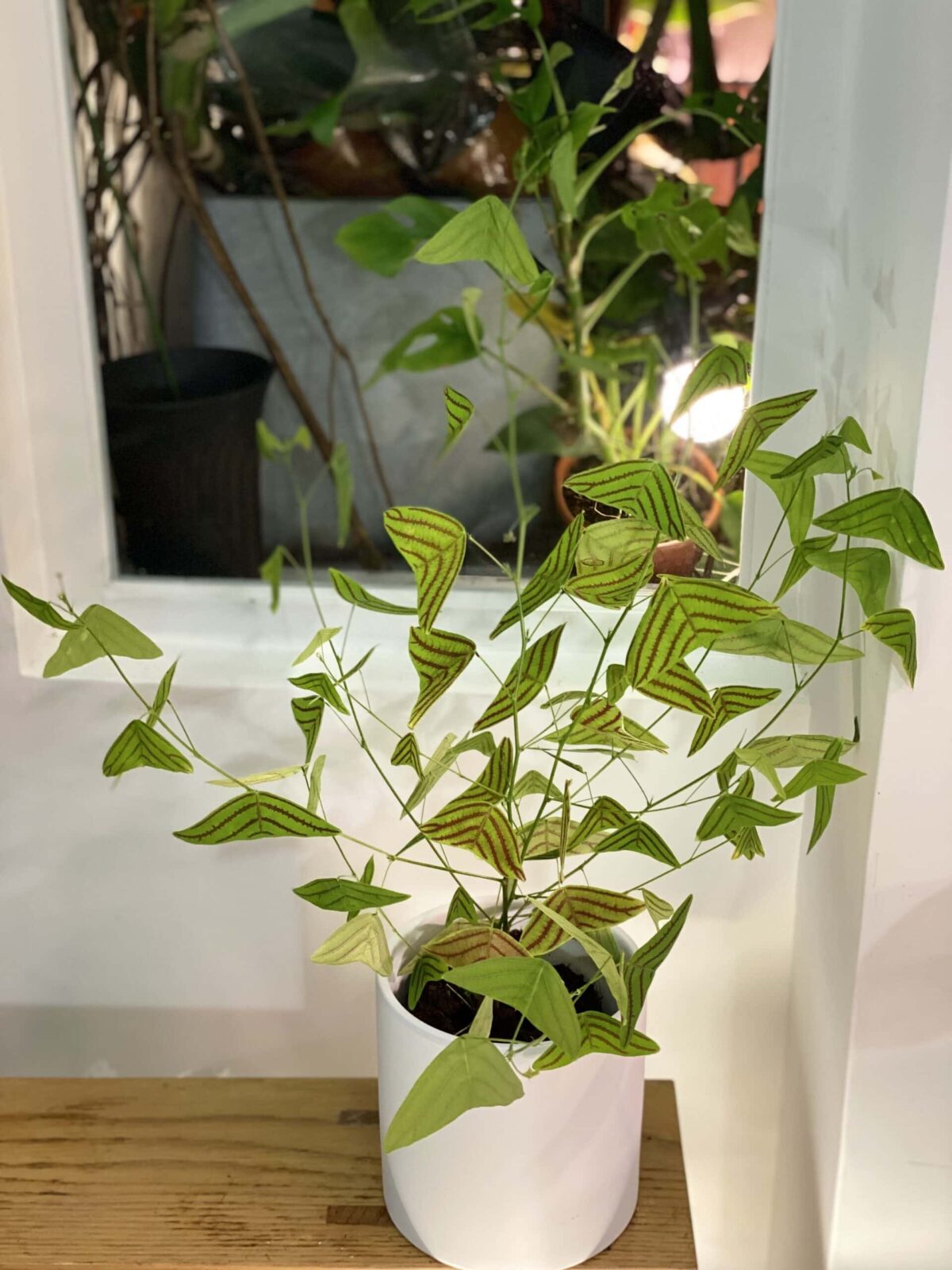 Christia obcordata 飛機草