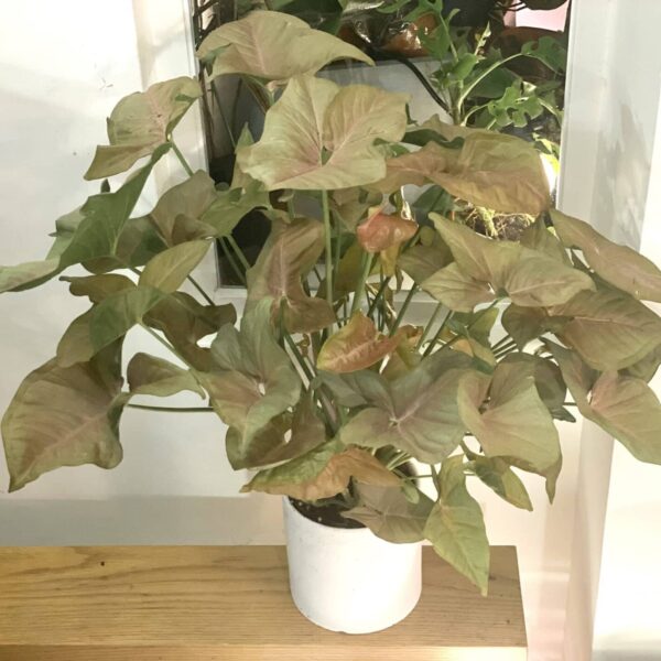 粉紅佳人合果芋
