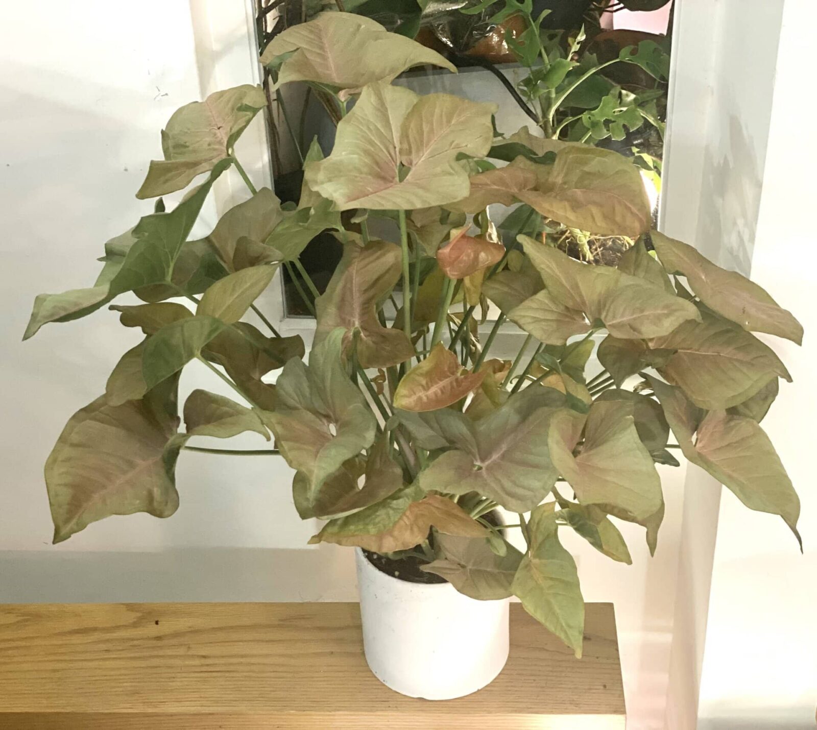 Syngonium podophyllum 'Infrared' 粉紅佳人合果芋