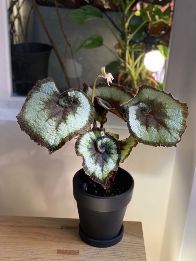 蝸牛秋海棠