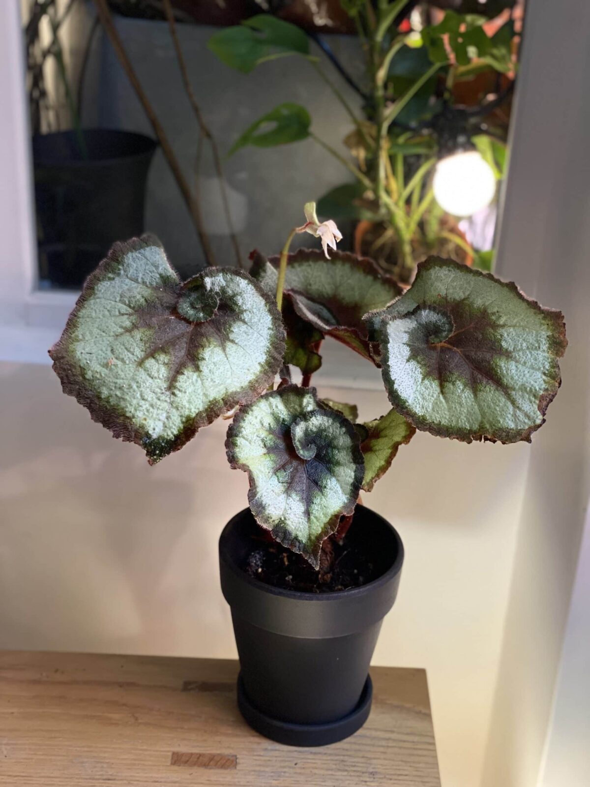 植仔 蝸牛秋海棠