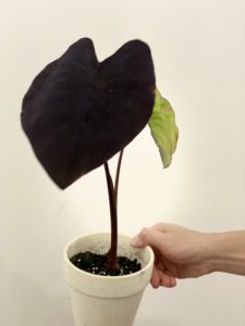 Colocasia 'Black Magic' - Image 2