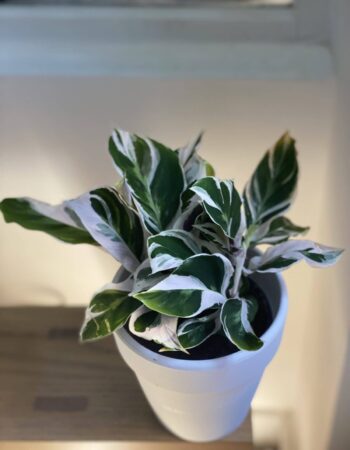 半水培竹芋（Calathea）— 植仔 Plantjai 香港觀葉植物
