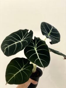 Alocasia 'Black Velvet' - Plantjai