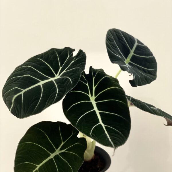 黑天鵝絨海芋 — 植仔 Plantjai 香港觀葉植物