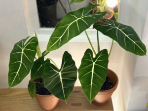 Alocasia 'Frydek' - Image 2