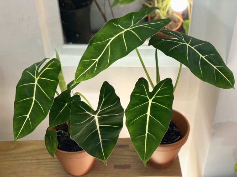 白錦綠天鵝絨海芋