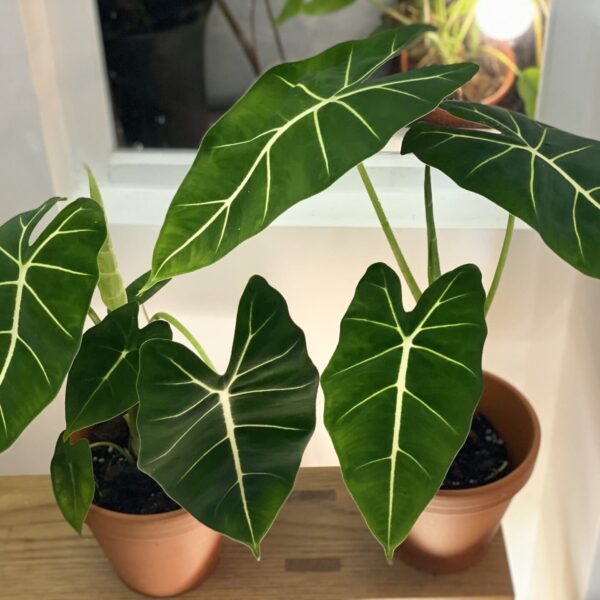 綠天鵝絨海芋 — 植仔 Plantjai 香港觀葉植物
