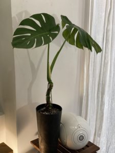 Monstera deliciosa