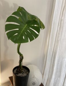 Monstera deliciosa