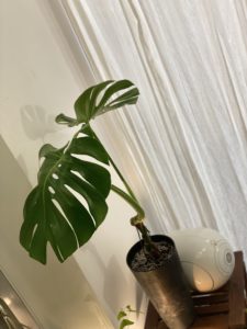 Monstera deliciosa