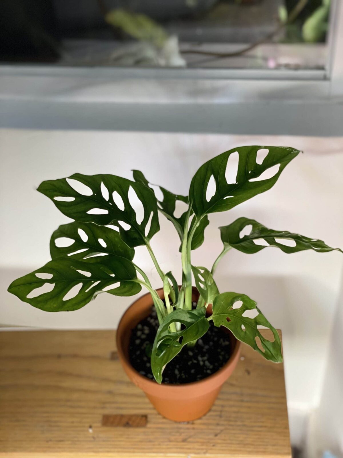Rhaphidophora tetrasperma 姬龜背