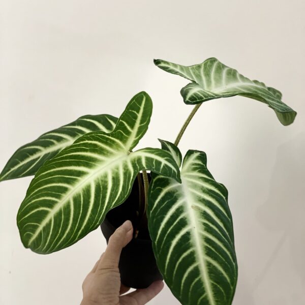Xanthosoma lindenii — 植仔 Plantjai 香港觀葉植物