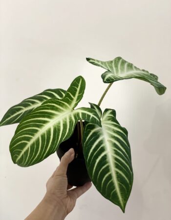 乳脈千年芋 — 植仔 Plantjai 香港觀葉植物