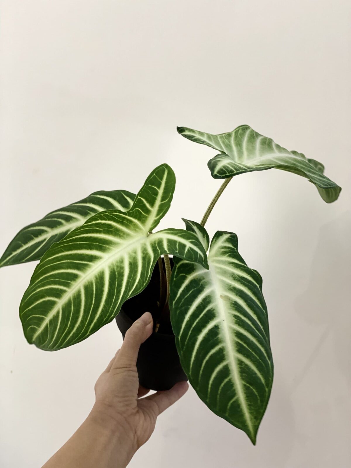 Xanthosoma lindenii 乳脈千年芋