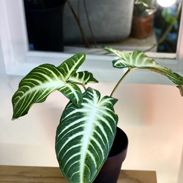 Xanthosoma lindenii 乳脈千年芋（Xanthosoma lindenii）— 植仔 Plantjai 香港觀葉植物