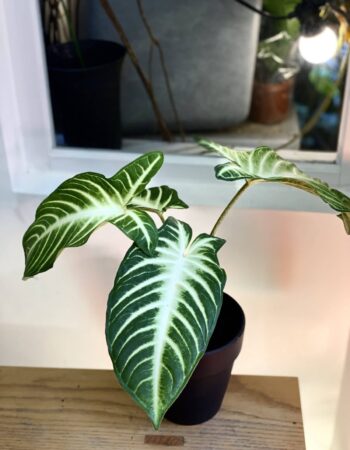 乳脈千年芋 — 植仔 Plantjai 香港觀葉植物