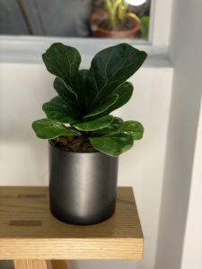Ficus pandurata - Image 6