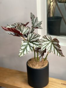 Begonia 'Highway' - Image 2
