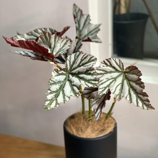 海威秋海棠 — 植仔 Plantjai 香港觀葉植物