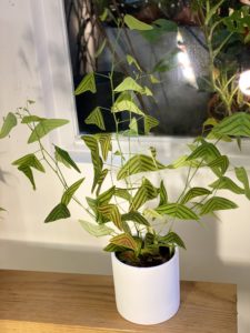 Christia obcordata - Image 3