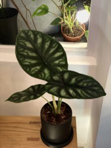 Alocasia 'Dragon Scale' - Image 2