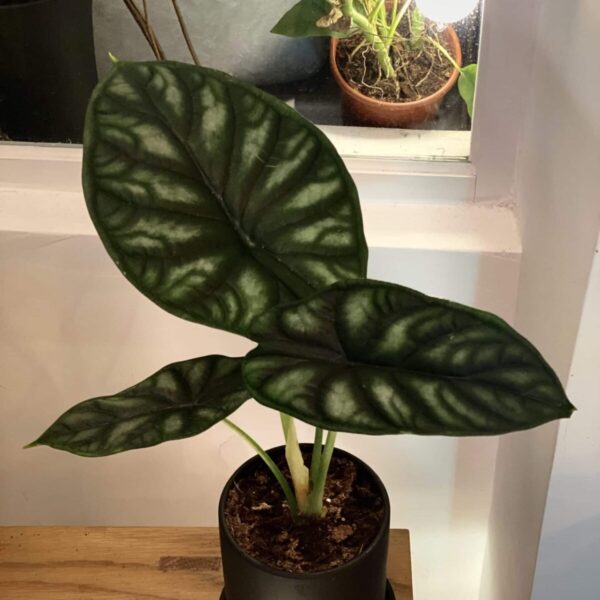 龍鱗海芋 — 植仔 Plantjai 香港觀葉植物
