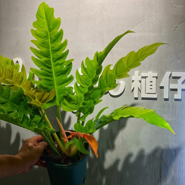 Philodendron 'Golden Crocodile' 黃金火之戒蔓綠絨（Philodendron 'Golden Crocodile'）— 植仔 Plantjai 香港觀葉植物