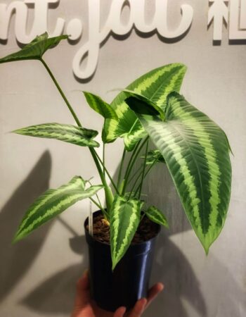 電光落檐 — 植仔 Plantjai 香港觀葉植物
