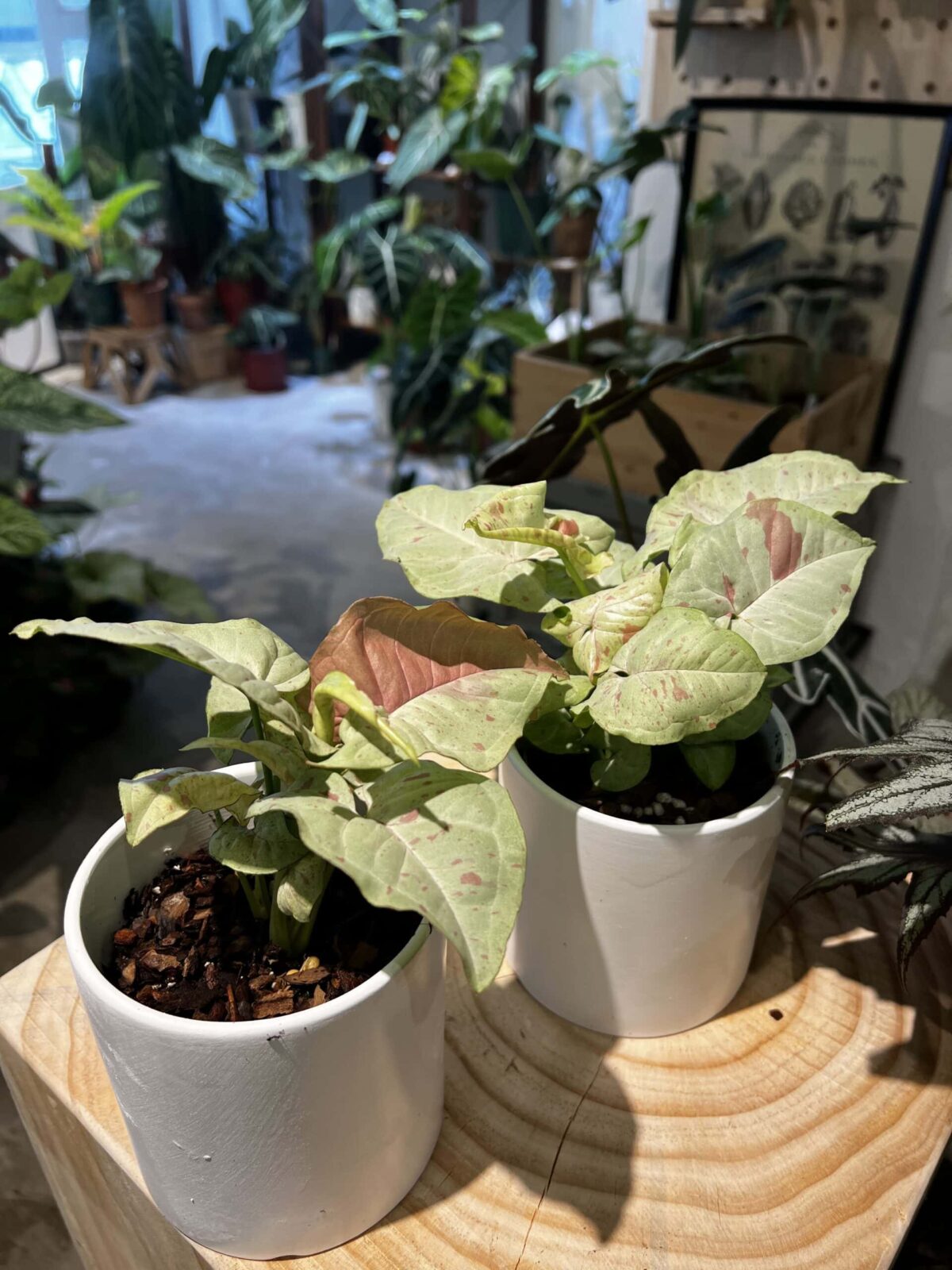Syngonium 'Milk Confetti' - Plantjai