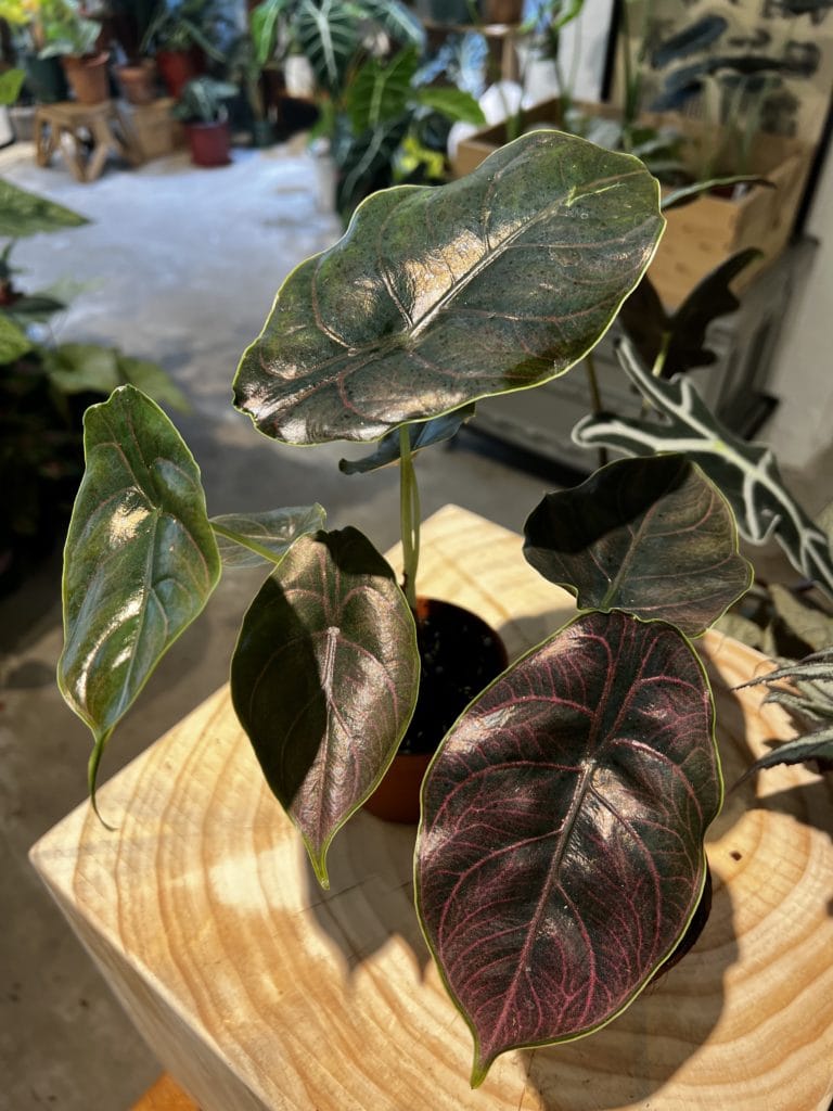 汶萊之星海芋