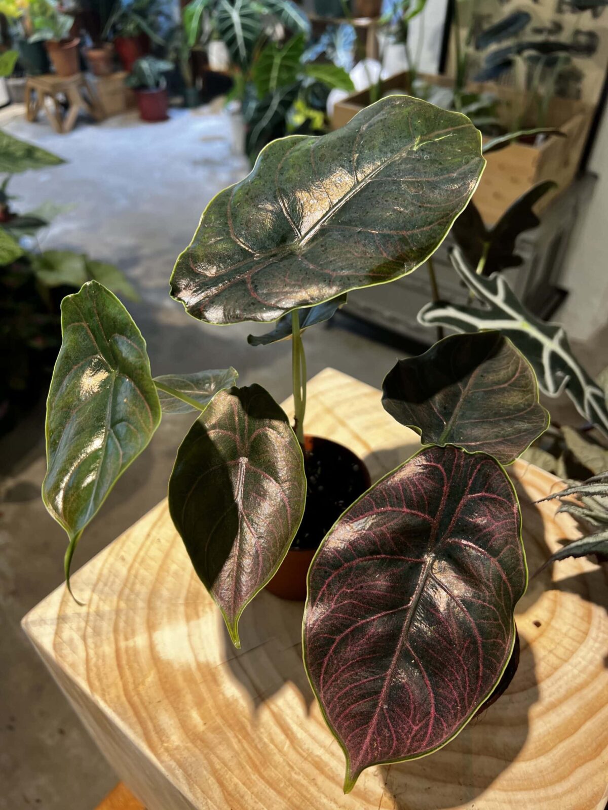 Alocasia 'Azlanii' - Plantjai