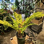 Ficus umbellata 愛心榕（Ficus umbellata）— 植仔 Plantjai 香港觀葉植物