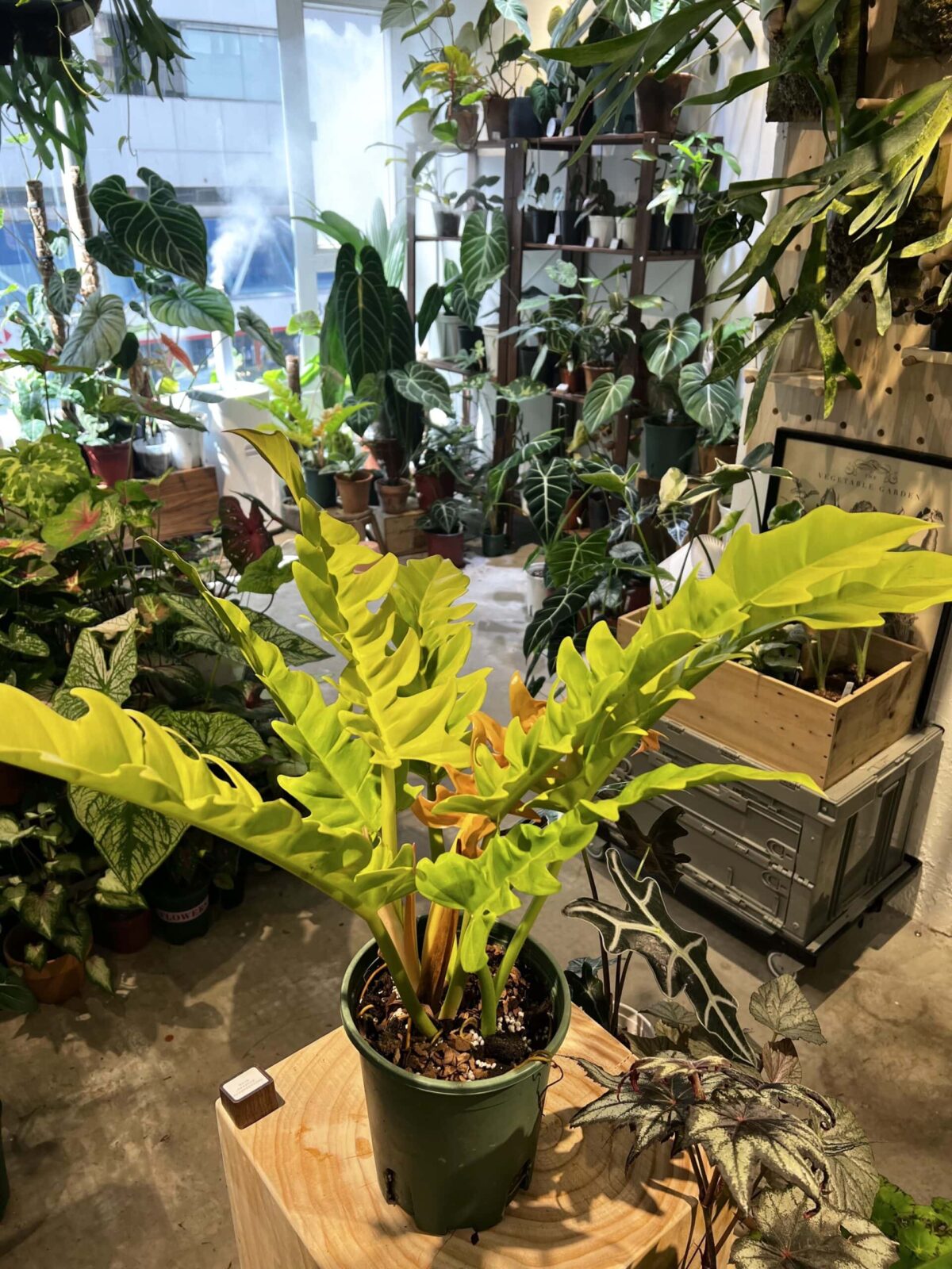 Philodendron 'Golden Crocodile' - Plantjai