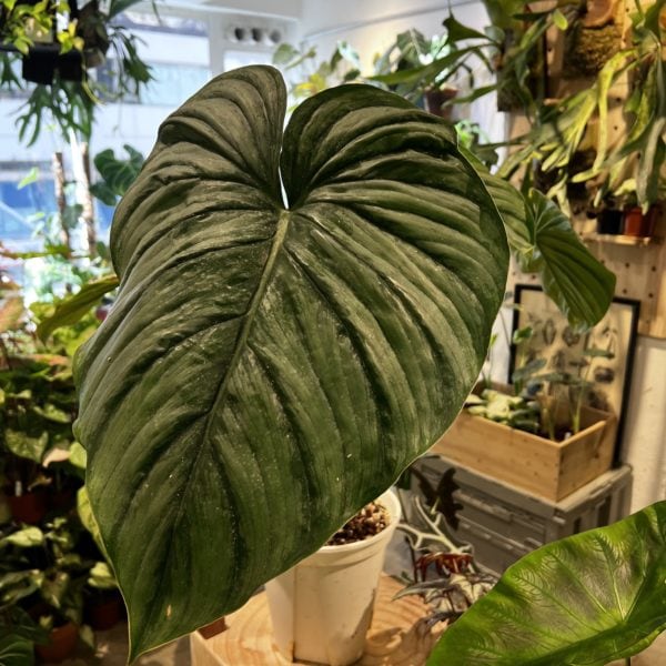 Philodendron pastazanum 'Silver' 銀斑帕斯塔蔓綠絨（Philodendron pastazanum 'Silver'）— 植仔 Plantjai 香港觀葉植物