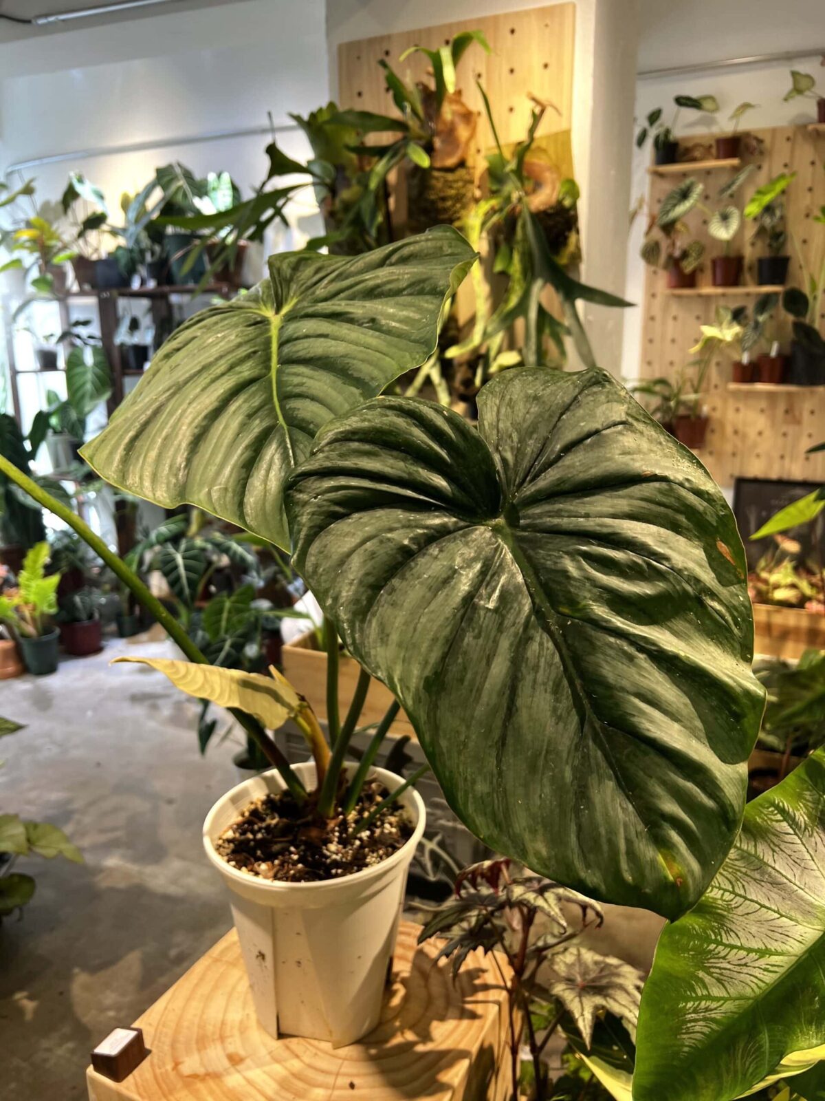 Philodendron pastazanum 'Silver' 銀斑帕斯塔蔓綠絨