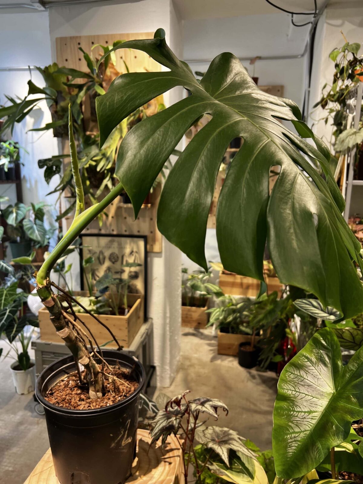 老樁龜背竹盆栽 植仔 雨林植物 錦化植物 家居盆栽 Monstera deliciosa 龜背竹 — 植仔 Plantjai 香港觀葉植物