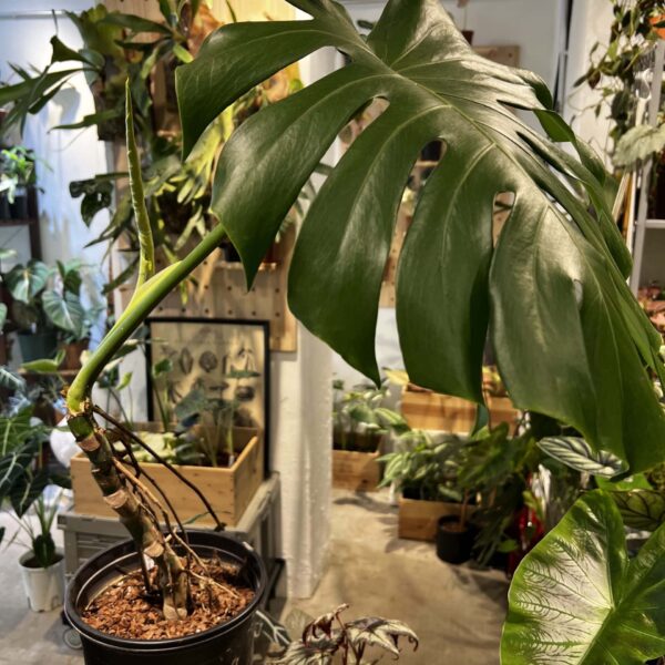 龜背竹 — 植仔 Plantjai 香港觀葉植物