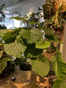 Ficus umbrellata - plantjai